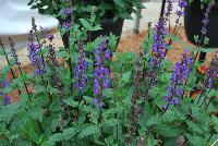  Salvia nemorosa Caramia -- New from DÜMMEN ORANGE as seen @ Edna Valley Vineyards, Spring Trials 2016.