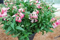 PepTalk™ Penstemon hartwegii Cerise -- New from DÜMMEN ORANGE as seen @ Edna Valley Vineyards, Spring Trials 2016.