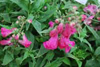 PepTalk™ Penstemon hartwegii Pink -- New from DÜMMEN ORANGE as seen @ Edna Valley Vineyards, Spring Trials 2016.