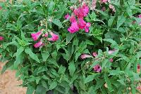 PepTalk™ Penstemon hartwegii Pink -- New from DÜMMEN ORANGE as seen @ Edna Valley Vineyards, Spring Trials 2016.