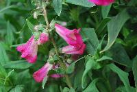 PepTalk™ Penstemon hartwegii Pink -- New from DÜMMEN ORANGE as seen @ Edna Valley Vineyards, Spring Trials 2016.