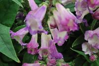 PepTalk™ Penstemon hartwegii Purple -- New from DÜMMEN ORANGE as seen @ Edna Valley Vineyards, Spring Trials 2016.