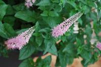  Veronica longifolia First Choice -- From DÜMMEN ORANGE as seen @ Barrel House Brewery, Spring Trials 2016.