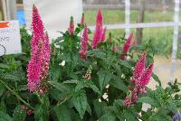  Veronica longifolia First Love -- From DÜMMEN ORANGE as seen @ Barrel House Brewery, Spring Trials 2016.