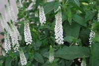  Veronica longifolia First Lady -- From DÜMMEN ORANGE as seen @ Barrel House Brewery, Spring Trials 2016.