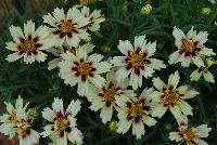  Coreopsis Starlight 11-168 -- An New Variety from DÜMMEN ORANGE as seen @ Barrel House Brewery, Spring Trials 2016.