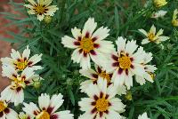  Coreopsis Starlight 11-168 -- An New Variety from DÜMMEN ORANGE as seen @ Barrel House Brewery, Spring Trials 2016.