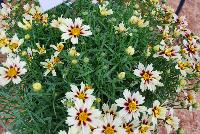  Coreopsis Starlight 11-168 -- An New Variety from DÜMMEN ORANGE as seen @ Barrel House Brewery, Spring Trials 2016.