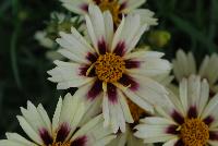  Coreopsis Starlight 11-168 -- An New Variety from DÜMMEN ORANGE as seen @ Barrel House Brewery, Spring Trials 2016.