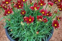  Coreopsis Red Elf 11-169 -- An New Variety from DÜMMEN ORANGE as seen @ Barrel House Brewery, Spring Trials 2016.