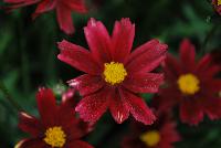  Coreopsis Red Elf 11-169 -- An New Variety from DÜMMEN ORANGE as seen @ Barrel House Brewery, Spring Trials 2016.