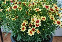 Satin & Lace™ Coreopsis Peach Sparkle -- An New Variety from DÜMMEN ORANGE as seen @ Barrel House Brewery, Spring Trials 2016.