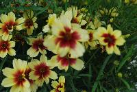 Satin & Lace™ Coreopsis Peach Sparkle -- An New Variety from DÜMMEN ORANGE as seen @ Barrel House Brewery, Spring Trials 2016.