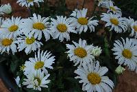 Sweet Daisy™ Leucanthemum Christine -- An New Variety from DÜMMEN ORANGE as seen @ Barrel House Brewery, Spring Trials 2016.