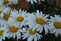 Sweet Daisy™ Leucanthemum Christine -- An New Variety from DÜMMEN ORANGE as seen @ Barrel House Brewery, Spring Trials 2016.