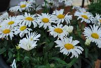 Sweet Daisy™ Leucanthemum Christine -- An New Variety from DÜMMEN ORANGE as seen @ Barrel House Brewery, Spring Trials 2016.