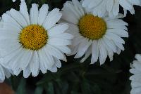 Sweet Daisy™ Leucanthemum Jane -- An New Variety from DÜMMEN ORANGE as seen @ Barrel House Brewery, Spring Trials 2016.