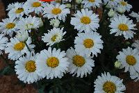 Sweet Daisy™ Leucanthemum Jane -- An New Variety from DÜMMEN ORANGE as seen @ Barrel House Brewery, Spring Trials 2016.