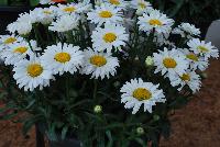 Sweet Daisy™ Leucanthemum Jane -- An New Variety from DÜMMEN ORANGE as seen @ Barrel House Brewery, Spring Trials 2016.