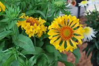  Gaillardia Moxie -- An New Variety from DÜMMEN ORANGE as seen @ Barrel House Brewery, Spring Trials 2016.