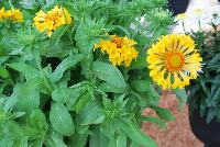  Gaillardia Moxie -- An New Variety from DÜMMEN ORANGE as seen @ Barrel House Brewery, Spring Trials 2016.