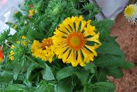  Gaillardia Moxie -- An New Variety from DÜMMEN ORANGE as seen @ Barrel House Brewery, Spring Trials 2016.