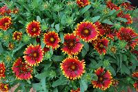 SpinTop Gaillardia Orange Halo -- An New Variety from DÜMMEN ORANGE as seen @ Barrel House Brewery, Spring Trials 2016.