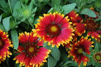 SpinTop Gaillardia Orange Halo -- An New Variety from DÜMMEN ORANGE as seen @ Barrel House Brewery, Spring Trials 2016.