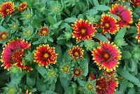 SpinTop Gaillardia Orange Halo -- An New Variety from DÜMMEN ORANGE as seen @ Barrel House Brewery, Spring Trials 2016.