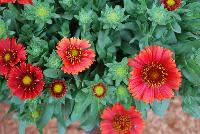 SpinTop Gaillardia Red -- An New Variety from DÜMMEN ORANGE as seen @ Barrel House Brewery, Spring Trials 2016.