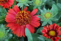 SpinTop Gaillardia Red -- An New Variety from DÜMMEN ORANGE as seen @ Barrel House Brewery, Spring Trials 2016.