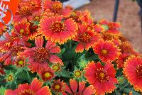 SpinTop Gaillardia Yellow Touch -- An New Variety from DÜMMEN ORANGE as seen @ Barrel House Brewery, Spring Trials 2016.