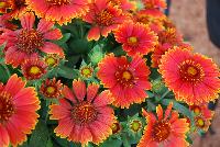 SpinTop Gaillardia Yellow Touch -- An New Variety from DÜMMEN ORANGE as seen @ Barrel House Brewery, Spring Trials 2016.