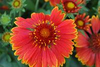 SpinTop Gaillardia Yellow Touch -- An New Variety from DÜMMEN ORANGE as seen @ Barrel House Brewery, Spring Trials 2016.