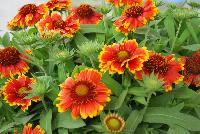 Sunset Gaillardia X grandiflora Spice -- An New Variety from DÜMMEN ORANGE as seen @ Barrel House Brewery, Spring Trials 2016.