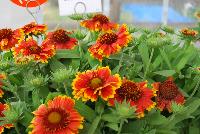 Sunset Gaillardia X grandiflora Spice -- An New Variety from DÜMMEN ORANGE as seen @ Barrel House Brewery, Spring Trials 2016.