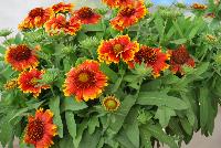 Sunset Gaillardia X grandiflora Spice -- An New Variety from DÜMMEN ORANGE as seen @ Barrel House Brewery, Spring Trials 2016.