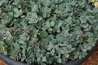 SunSparkler™ Sedum Blue elf -- An New Variety from DÜMMEN ORANGE as seen @ Barrel House Brewery, Spring Trials 2016.