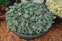 SunSparkler™ Sedum Blue elf -- An New Variety from DÜMMEN ORANGE as seen @ Barrel House Brewery, Spring Trials 2016.