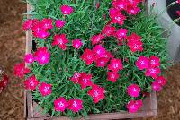 Kahori® Dianthus Scarlet -- From DÜMMEN ORANGE as seen @ Barrel House Brewery, Spring Trials 2016.