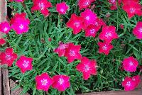 Kahori® Dianthus Scarlet -- From DÜMMEN ORANGE as seen @ Barrel House Brewery, Spring Trials 2016.