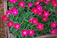 Kahori® Dianthus Scarlet -- From DÜMMEN ORANGE as seen @ Barrel House Brewery, Spring Trials 2016.