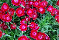 Olivia Dianthus Cherry Experimental -- An New, Experimental Variety from DÜMMEN ORANGE as seen @ Barrel House Brewery, Spring Trials 2016.