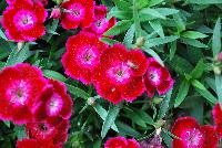 Olivia Dianthus Cherry Experimental -- An New, Experimental Variety from DÜMMEN ORANGE as seen @ Barrel House Brewery, Spring Trials 2016.