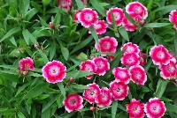 Olivia Dianthus 09-02 Experimental -- An New, Experimental Variety from DÜMMEN ORANGE as seen @ Barrel House Brewery, Spring Trials 2016.