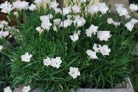 Kahori® Dianthus White Experimental -- An New, Experimental Variety from DÜMMEN ORANGE as seen @ Barrel House Brewery, Spring Trials 2016.