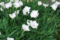 Kahori® Dianthus White Experimental -- An New, Experimental Variety from DÜMMEN ORANGE as seen @ Barrel House Brewery, Spring Trials 2016.
