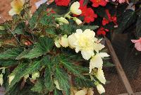 Unbelievable™ Begonia Tweetie Pie -- New from DÜMMEN ORANGE as seen @ Barrel House Brewery, Spring Trials 2016.