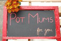  Chrysanthemum pot  -- Pot Mums for you from DÜMMEN ORANGE as seen @ Barrel House Brewery, Spring Trials 2016.