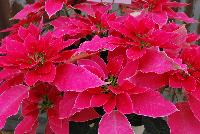 Luv U™ Poinsettia Euphorbia hybrid Hot Pink -- New from DÜMMEN ORANGE as seen @ Barrel House Brewery, Spring Trials 2016.